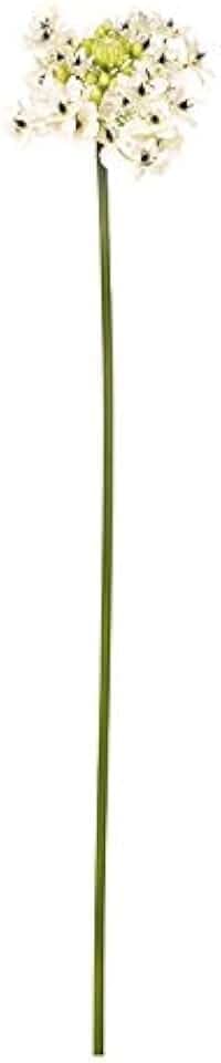 Ref.39001C02 Stern, Box mit 12 Stück, elfenbeinfarben, 75 cm