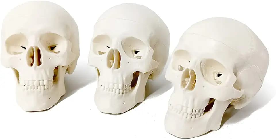 EVOTECH SCIENTIFIC Human Skull Anatomy Model, 3 Parts 1/2 Life Size, 3 Pack