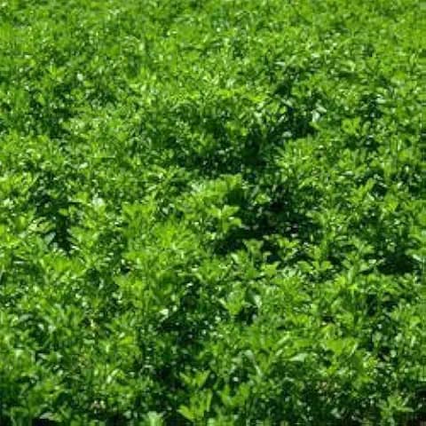 Outsidepride Perennial Alfalfa Seeds for Planting - 10 lbs High Yield, Nitrocoated, Inoculated Winter Hardy Forage Legume Seeds for Growing Lush Green Grass Lawns, Pastures, & Hay for Livestock