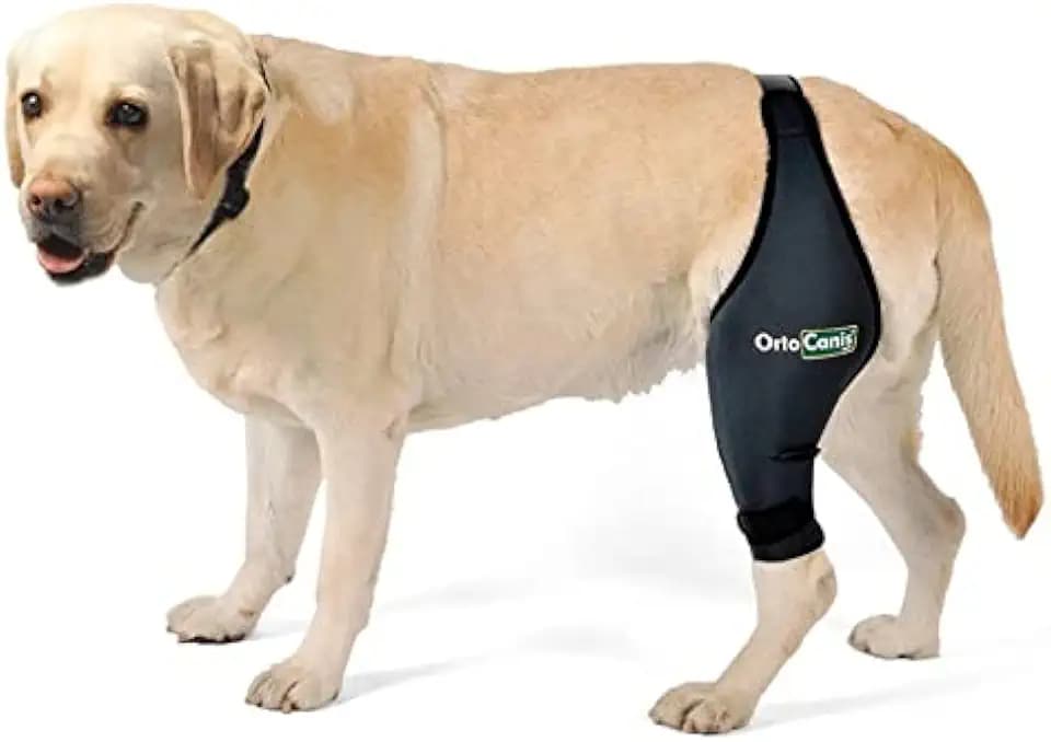 Ortocanis Dog Knee Brace for Torn Acl Hind Leg, Cruciate Ligament Injuries, Patella Dislocation or Osteoarthritis (X-Large, Right Leg) - Dog Acl Knee Brace - Dog Braces for Back Leg for Support