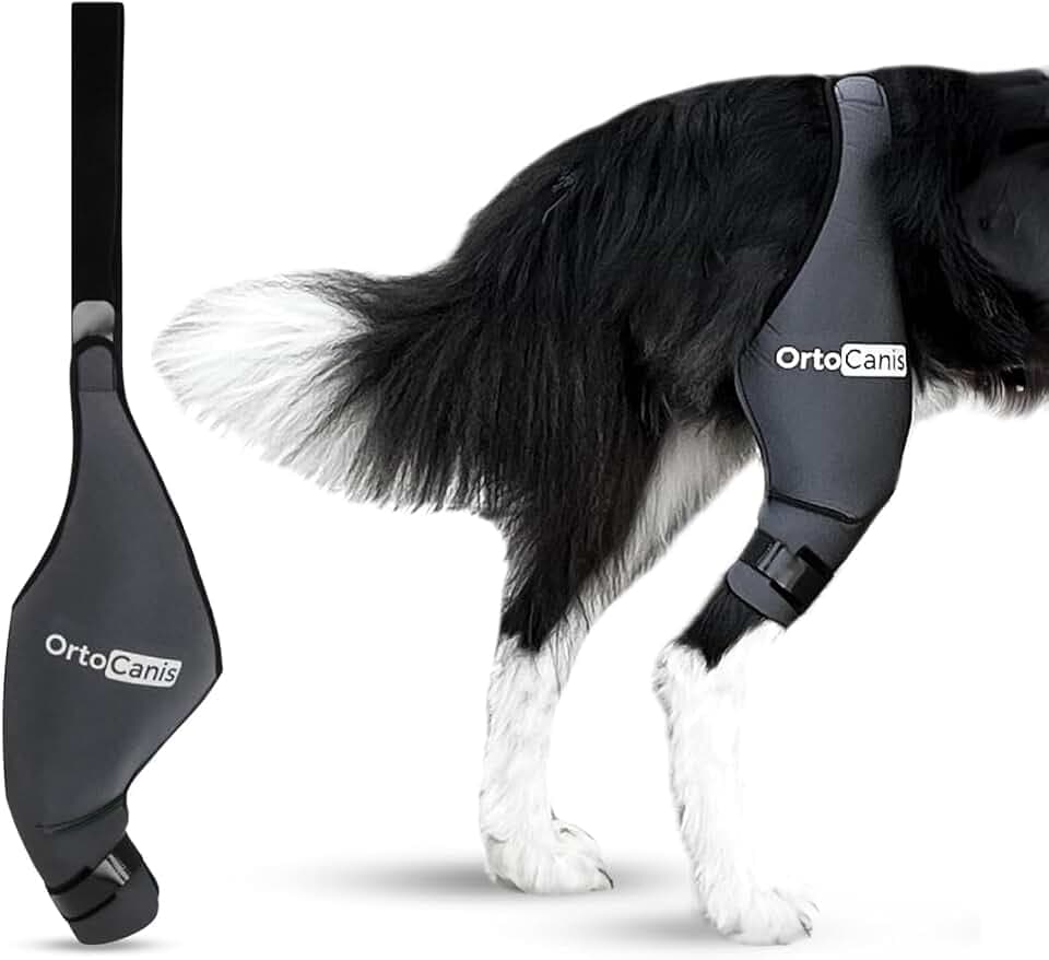Ortocanis - Kniebandage Hund Hinterbein für das rechte Bein - Hergestellt aus Neopren ARD - Bei Kreuzbandriss, Bänderverletzungen, Patellaluxation oder Osteoarthritis - Größe Large (12,3-14,2")
