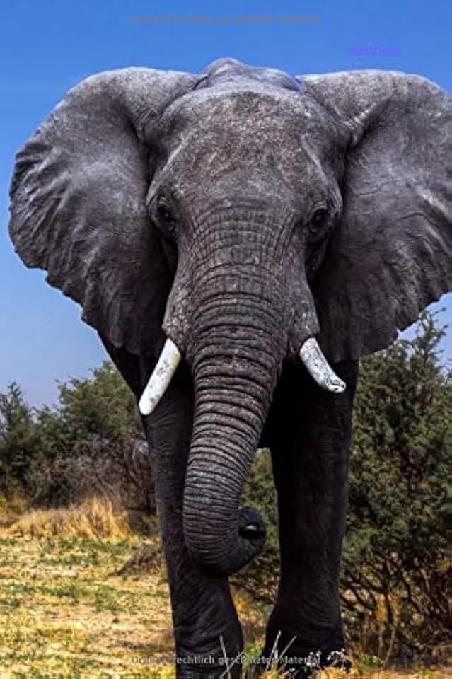 2020/2021: Terminplaner, Terminkalender, 18 Monate, 1 Woche auf 2 Seiten, Kalender ab Juni 2020 bis Dezember 2021, Tagesplaner, Wochenplaner, Motiv Elefant, Elephant.