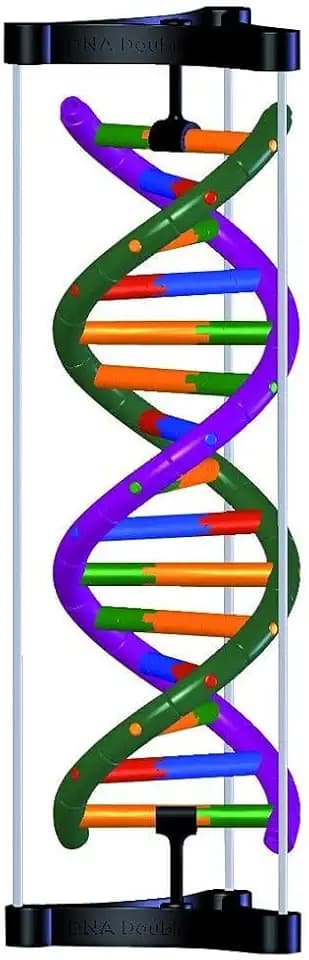 3B Scientific DNA-Doppelhelix-Modell, Studenten-Kit