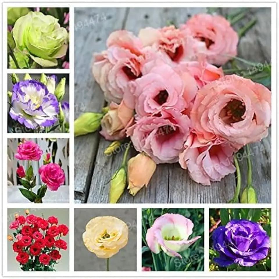 New Fresh 100Pcs Mixed Eustoma Flower Seeds Generic