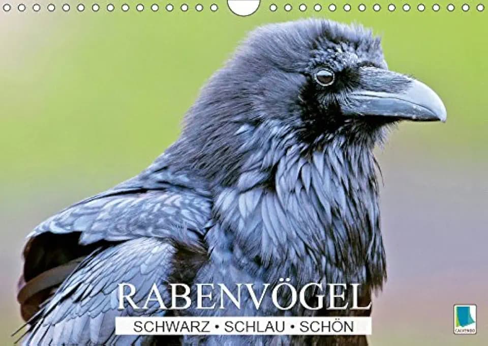 Rabenvögel: Schwarz, schlau, schön (Wandkalender 2019 DIN A4 quer): Rabenvögel: Ist der Ruf erst ruiniert (Monatskalender, 14 Seiten ) (CALVENDO Tiere)