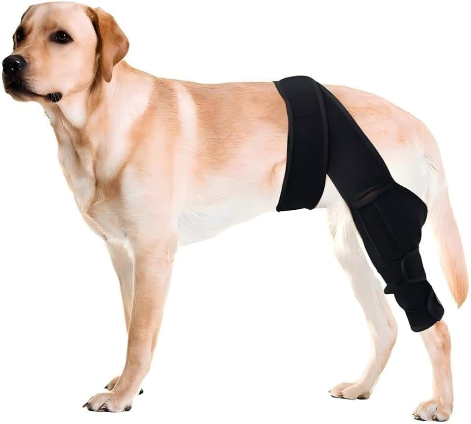 Dog Knee Brace for Torn ACL Hind Leg，Comfortable and Adjustable Support Brace with Two Stabilizer，Dog Leg Braces for Back Leg with Extra Support，Arthritis Relief and Surgery Recovery (M)