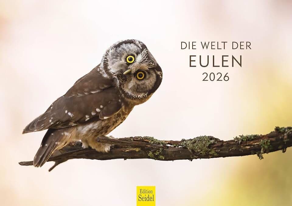 Edition Seidel Premium Kalender Die Welt Der Eulen 2026 Format DIN A4 Wandkalender Tierwelt Eulenkalender Vogelkalender Eule Vogel Wildvogel