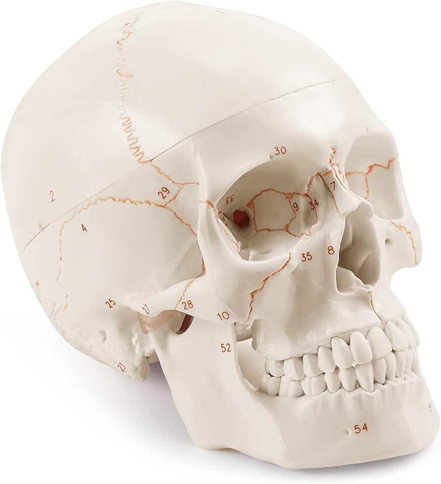 Medarchitect Schädel Modell, Lebensgroßes Anatomisches Modell Des Menschlichen Schädels, Neuster Lasertechnik Beschriftet, Nicht Handbeschrieben, Ohne Verschmieren, Medizinstudenten Und Anatomiekurse