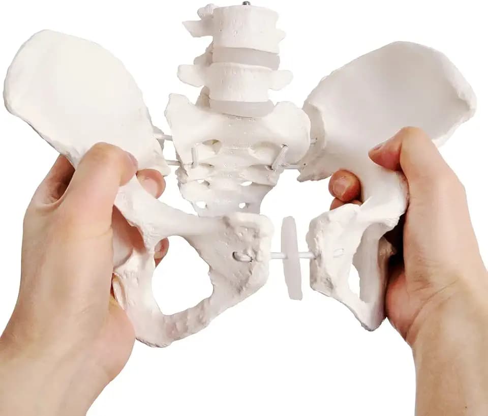 Evotech Scientific Flexibles weibliches Beckenmodell, Hüftmodell, Lebensgröße, weibliches Beckenskelett Modell, medizinische Qualität, Anatomie für Wissenschaft, Lehren, medizinisches Modell