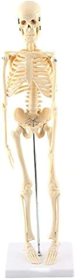 GAESHOW Kleines Menschliches Skelett Modell, 45 cm Mini Skelett Anatomie Modell, Skeletts Anatomisches Lehrwerkzeug Modell mit PVC Basis und Abnehmbarer Totenkopfkappe
