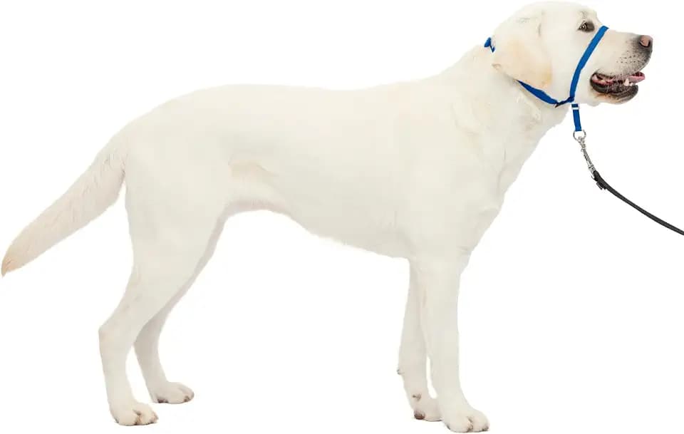 PetSafe Gentle Leader No Pull Dog Headcollar, Royal Blue, Large
