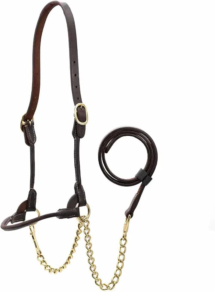 Jeffers Soft Pre-Oiled Harness Leather Show Halter for Cattle – Durable Rolled Cheeks, Noseband, 6’ Lead Rope with 24" Brass Chain & Bolt Snap, Safe Handling, Top Accessory