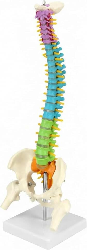 QWORK® Flexibles menschliches Wirbelsäulenmodell mit Spinalnerven, Becken und Oberschenkeln, anatomisches Modell der Wirbelsäule für Medizinstudenten Ärzte und Lehrer - 45 cm