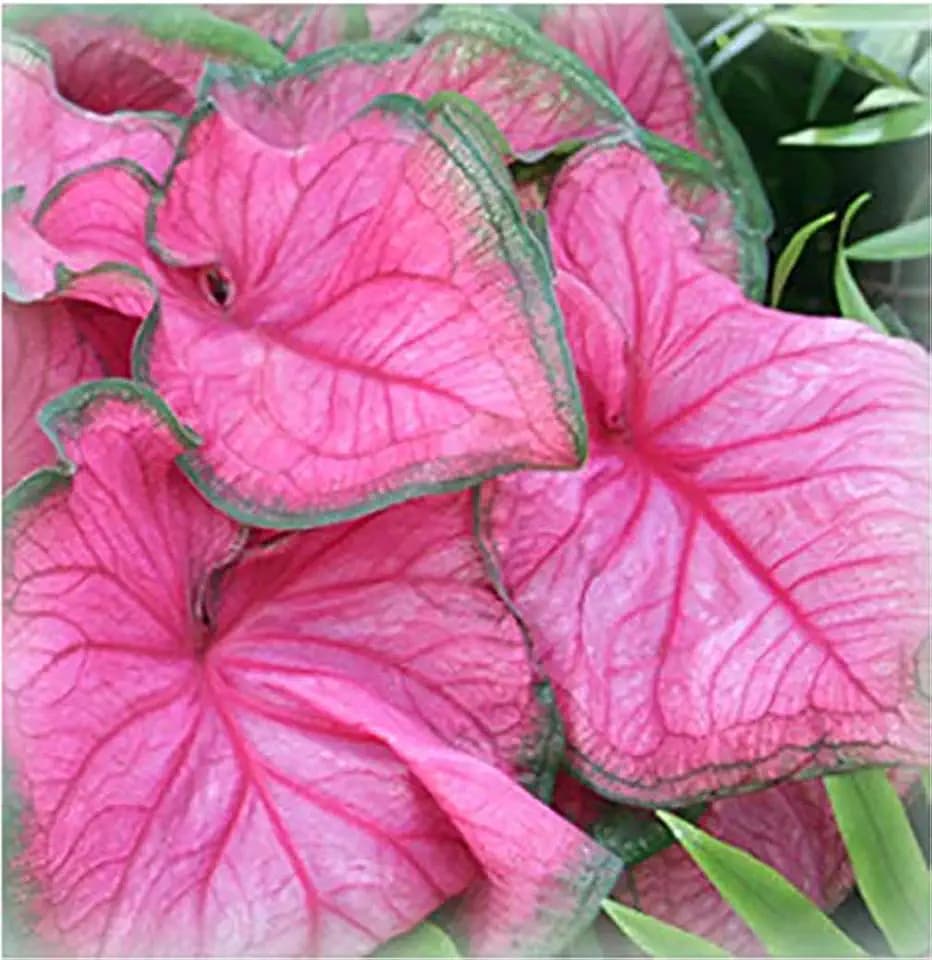 Florida Sweetheart Caladium Bulbs for Planting - Pink Strap - Large Root - Stunning Pink Foliage - Hardy in Zones 9-11 - Perfect for Gardens and Containers