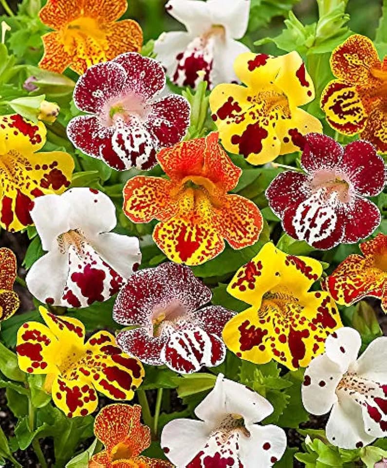 Seeds Flowers Seep Monkeyflower Mix Mimulus Mix Annual - 1000 Seeds