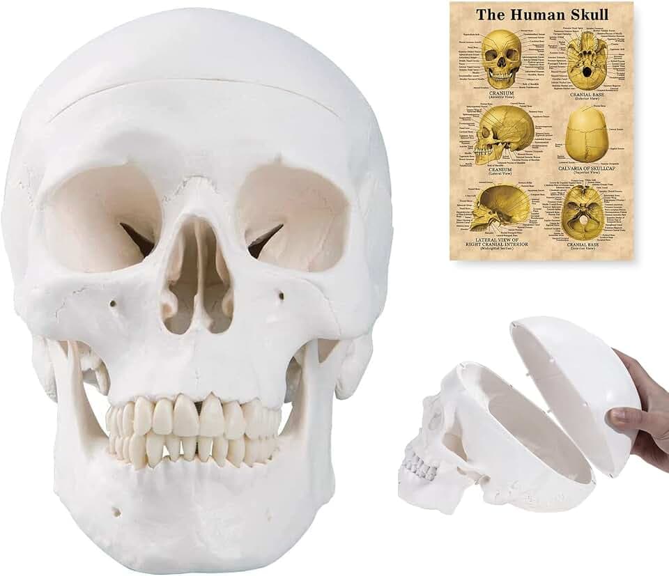 [Upgraded] Human Skull Anatomical Model, Winyousk Life Size Medical Skull Model, Anatomy Head Skull with Removable Skull Cap and Articulated Mandible