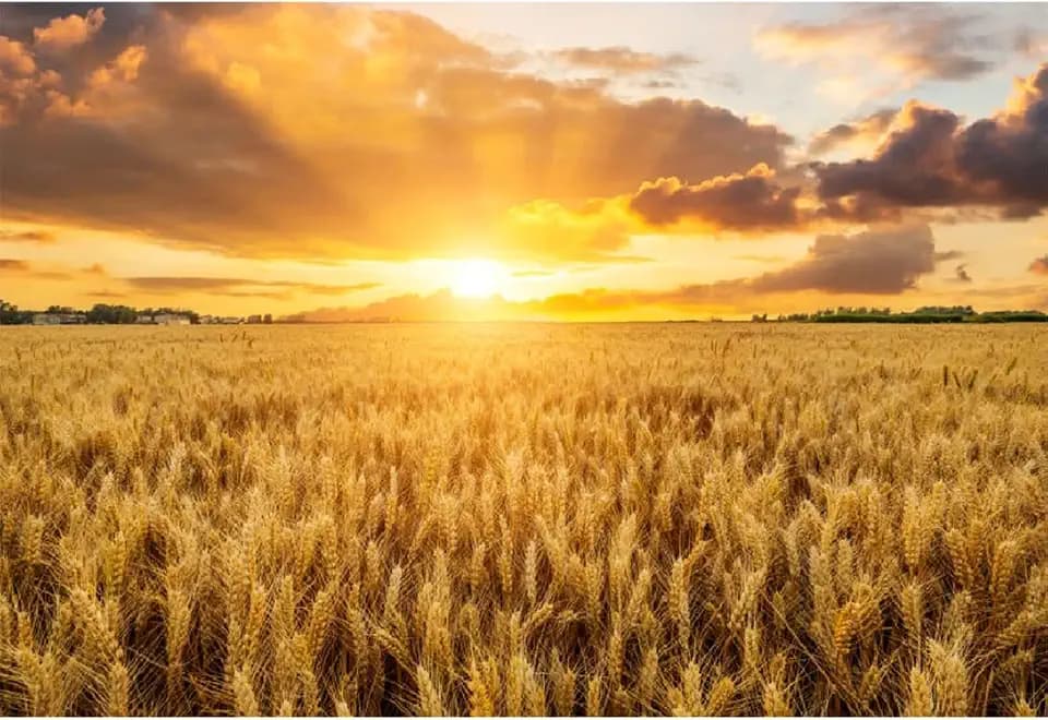 Laeacco 9x6ft Gold Wheat Field Backdrop Golden Sunshine Yellow Ears of Wheat Cornfield Autumn Farmland Scenery Photography Background Fall Harvest Thanksgiving Party Decoration Photo Booth Props