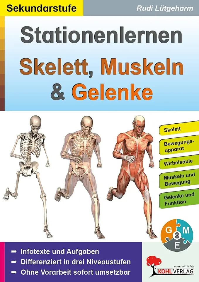Stationenlernen Skelette, Muskeln und Gelenke Klasse 5-10 – Dreifach differenzierte Aufgabenkarten | Bewegungsapparat, Wirbelsäule, Gelenkformen | ... Aufgabenkarten für die Sekundarstufe