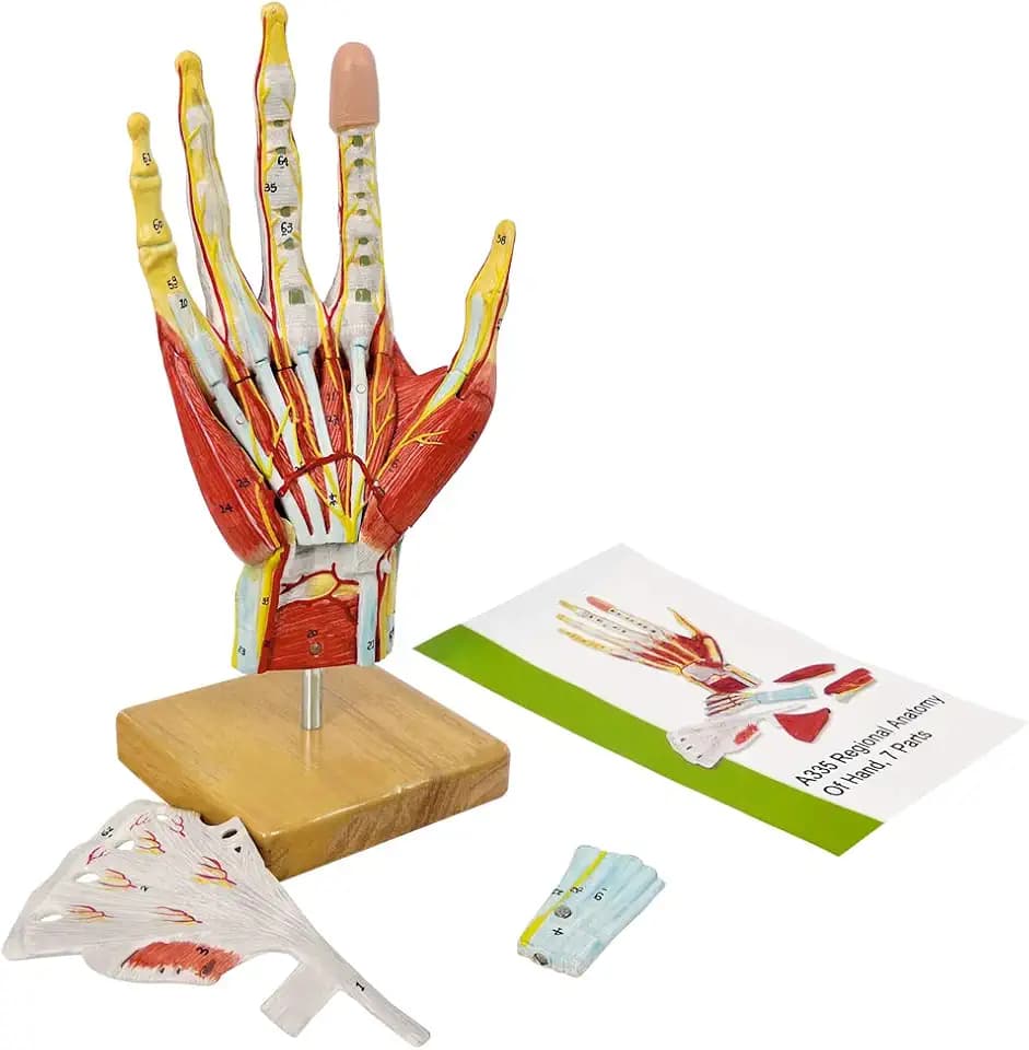 2025 New Medical Anatomical Hand Skeleton Model W/Muscles Ligaments Nerves and Blood Vessels, 7 Parts, Life Size, Magnetic Easy Mounting (Hand Model)
