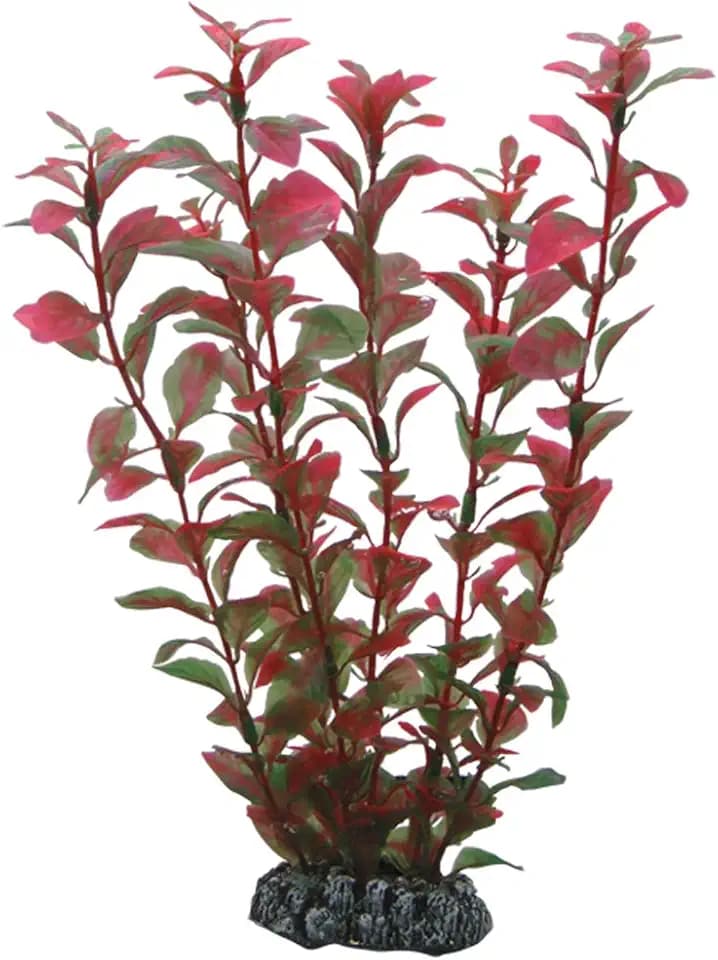 Hobby Ludwigia, 25 cm