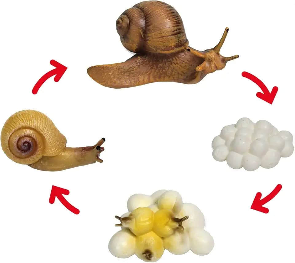 TimeTEX - Lebenszyklus "SCHNECKE" | Detailgetreue Entwicklungsstadien für spielerisches Lernen | Inhalt: 4 Modelle; Eier bis Schnecke, mit digitalen Übungen; Für Kinder ab 4