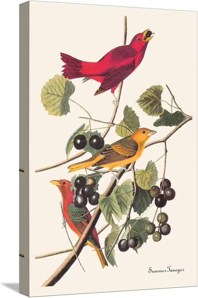ART.COM Stretched Canvas Print Summer Tanager by John James Audubon, 12" x 18"