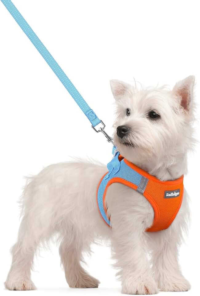 rabbitgoo Hundegeschirr Kleine Hunde mit Leine Step-in, Blau & Orange, S
