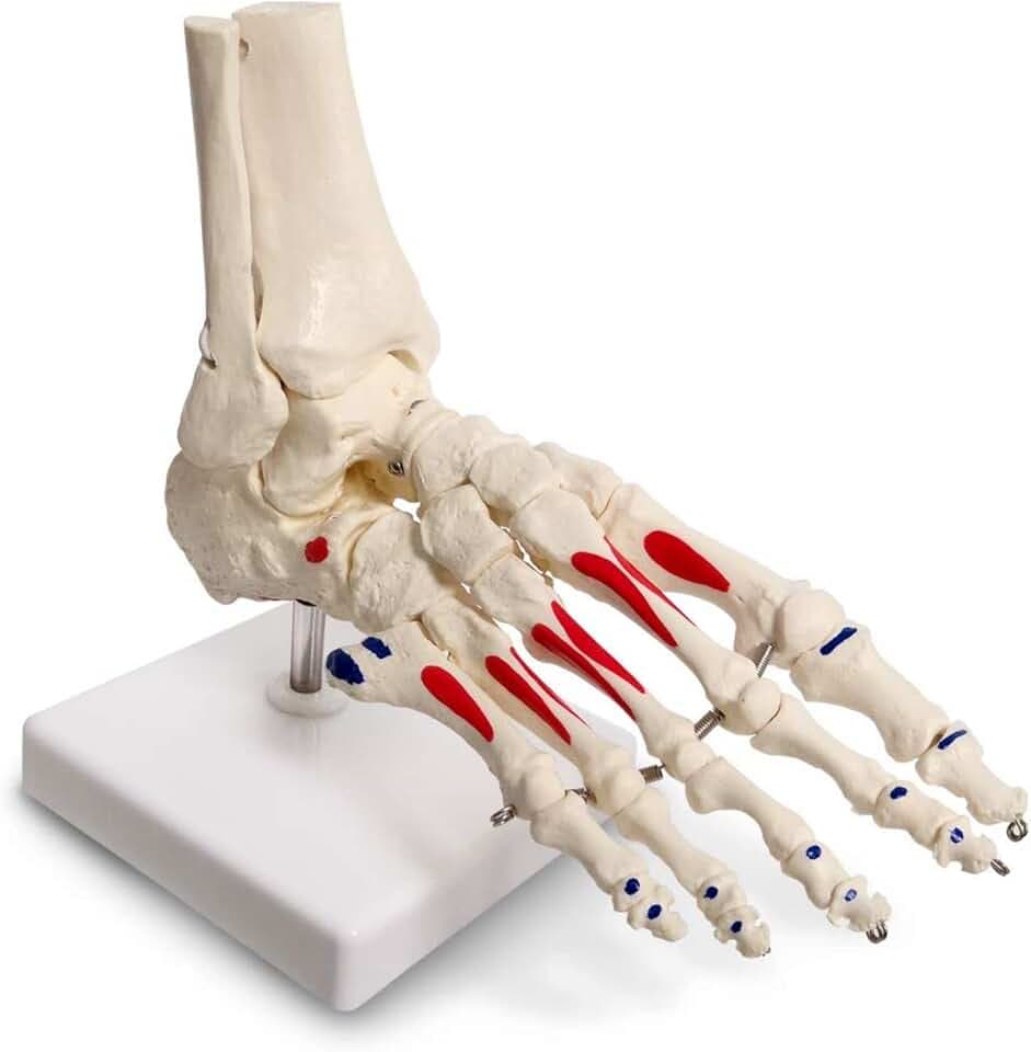 Menschliches Anatomie-Rechter Fußknochen, 1:1 Lebensgröße, Voll Beweglich