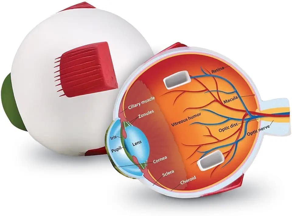 Learning Resources Augenmodell in Querschnittansicht, Lernmodell Auge aus Schaumstoff, Anatomie Lernhilfe für Kinder, mit Beschriftung & Buchstaben zum Überprüfen, ab 7 Jahren, 15 cm