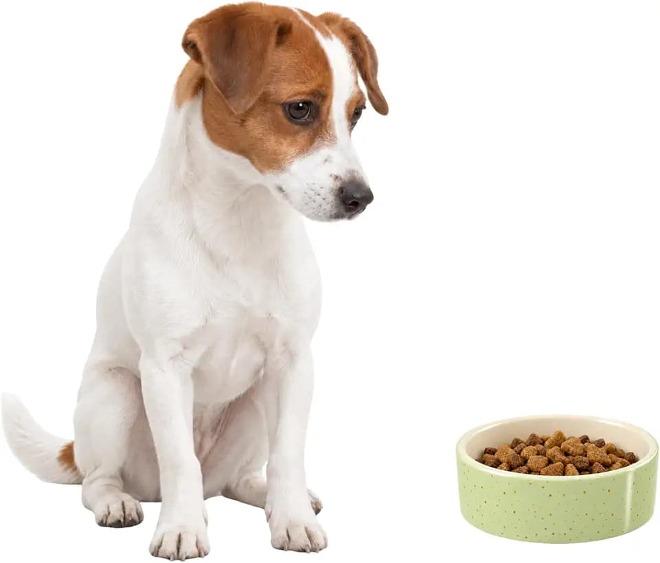 SPOT Speckled Stoneware- Round Ceramic Food/Water Bowl for Pets, Dishwasher Safe, Ideal for Small Dogs, Cats, Reptiles, Large Birds, 5in Light Green, 1.75 Cup (14oz)