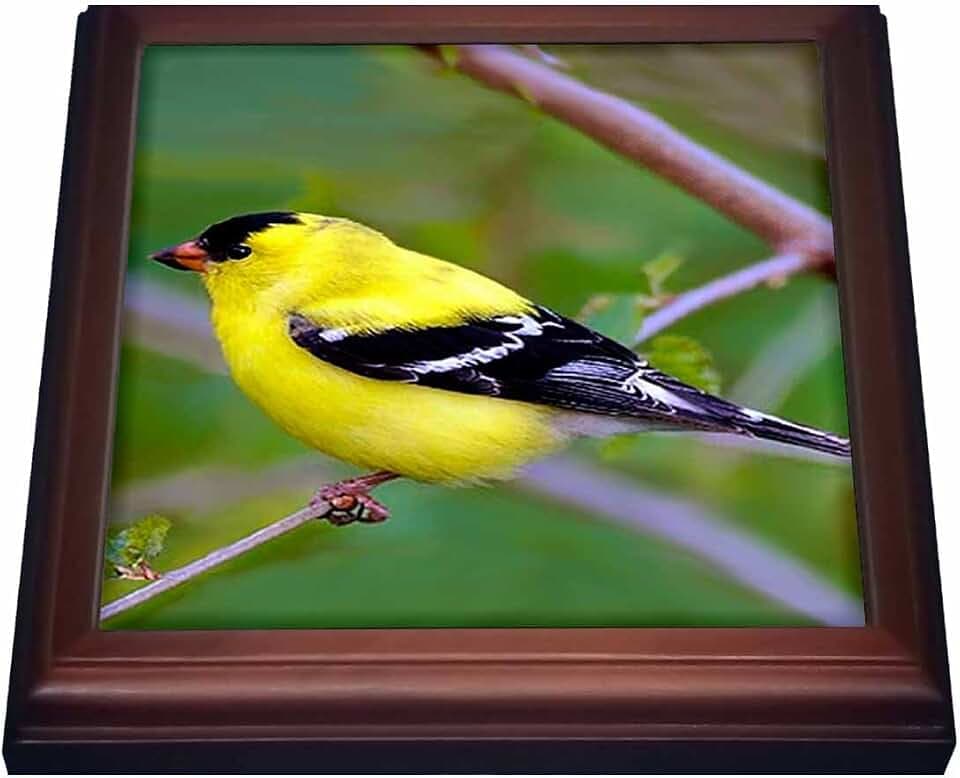 3dRose Birds - American Gold Finch - 8x8 Trivet with 6x6 Ceramic Tile (trv_972_1)
