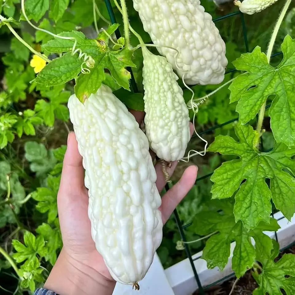 15+ White Pearl Bitter Gourd Seeds Momordica Bitter Melon Asian Vegetable Balsam Pear Melon Garden Planting