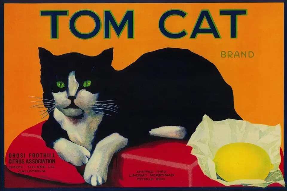 ART.COM Wall Art Print Tom Cat Lemon Label - Orosi, CA by Lantern Press, 24" x 16"
