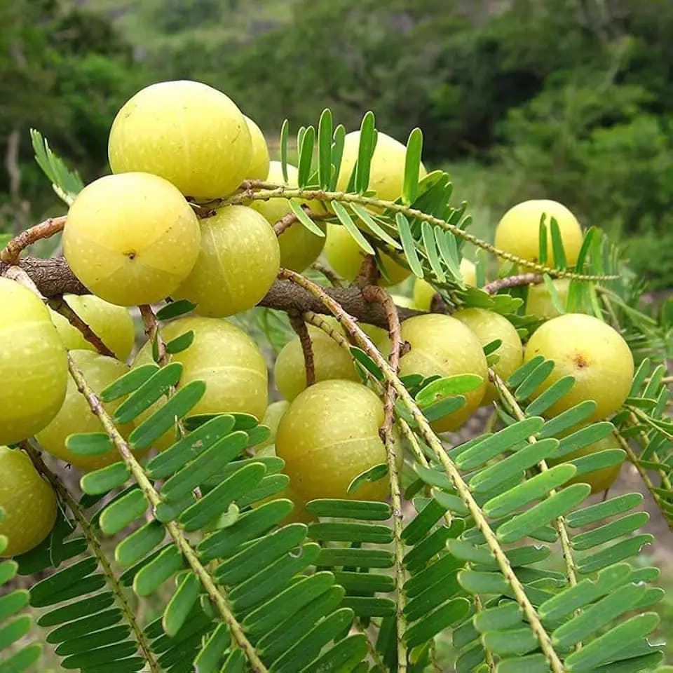 Indian Amla Seeds for Planting, Easy to Grow & High Yield, Home Garden Gooseberry Seeds, Suitable for Pots & Outdoors, Nutrient-Rich & Hardy Variety, Ideal for All Climates, Fast Germination