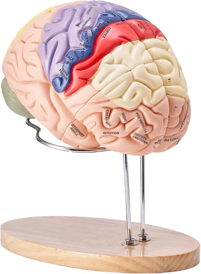 VEVOR Menschliches Gehirn Modell Anatomie, 2X Lebensgroßes 4-teiliges Menschliches Gehirn Anatomisches Modell mit Etiketten & Display Basis, Farbkodiertes AbnehmbaresGehirn Forschung über Lehren