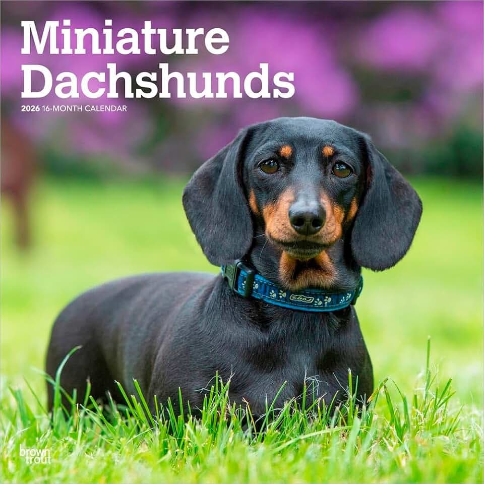 Miniature Dachshunds – Zwergdackel 2026 – 16-Monatskalender: Original BrownTrout-Kalender [Mehrsprachig] [Kalender] (Wall-Kalender)