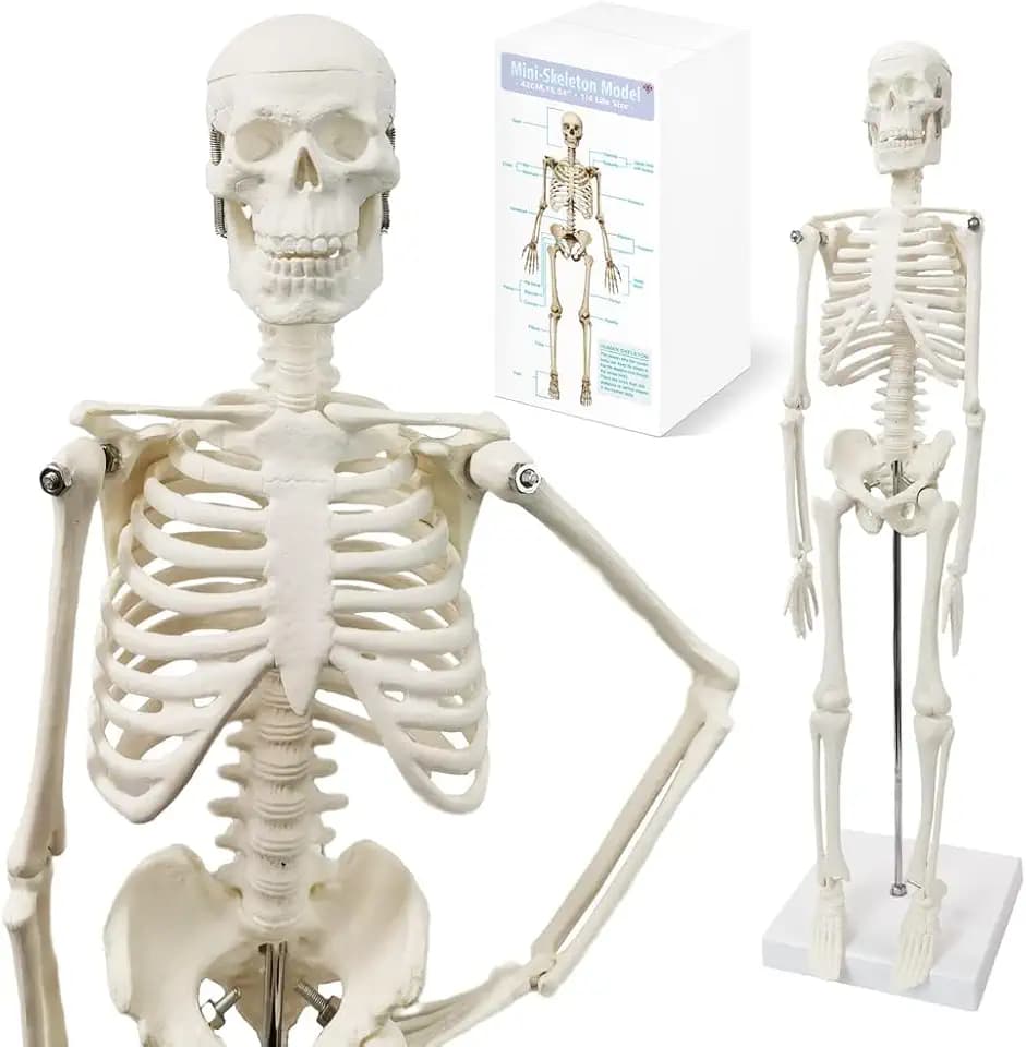 45 cm Hoch Menschliches Skelett Modell für Anatomie,Menschliches Körpermodell,Ganzkörper mit beweglichen Armen, Beinknochenstrukturen, Ganze Wirbelsäulenrippen des Skelettmodells sind integriert