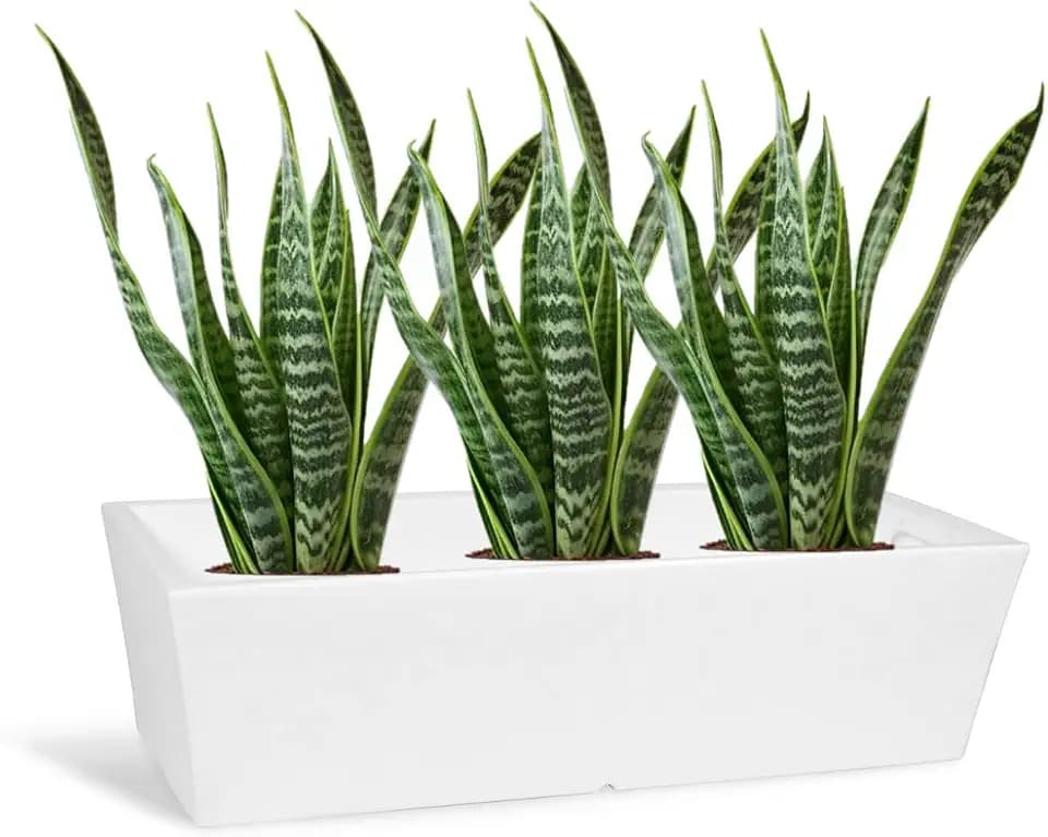 Kloris Moderne niedrige Pflanzgefäße rechteckig Modell Deco Kasten Balkon und Garten 69 x 29 cm Höhe 19 cm Made in Italy leicht und robust Farbe Weiß
