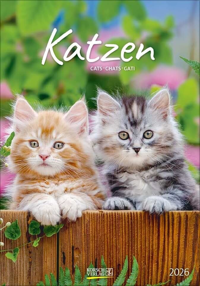 Katzen 2026: Wandkalender mit Fotos von Katzen. Format 23,5 x 33,5 cm.