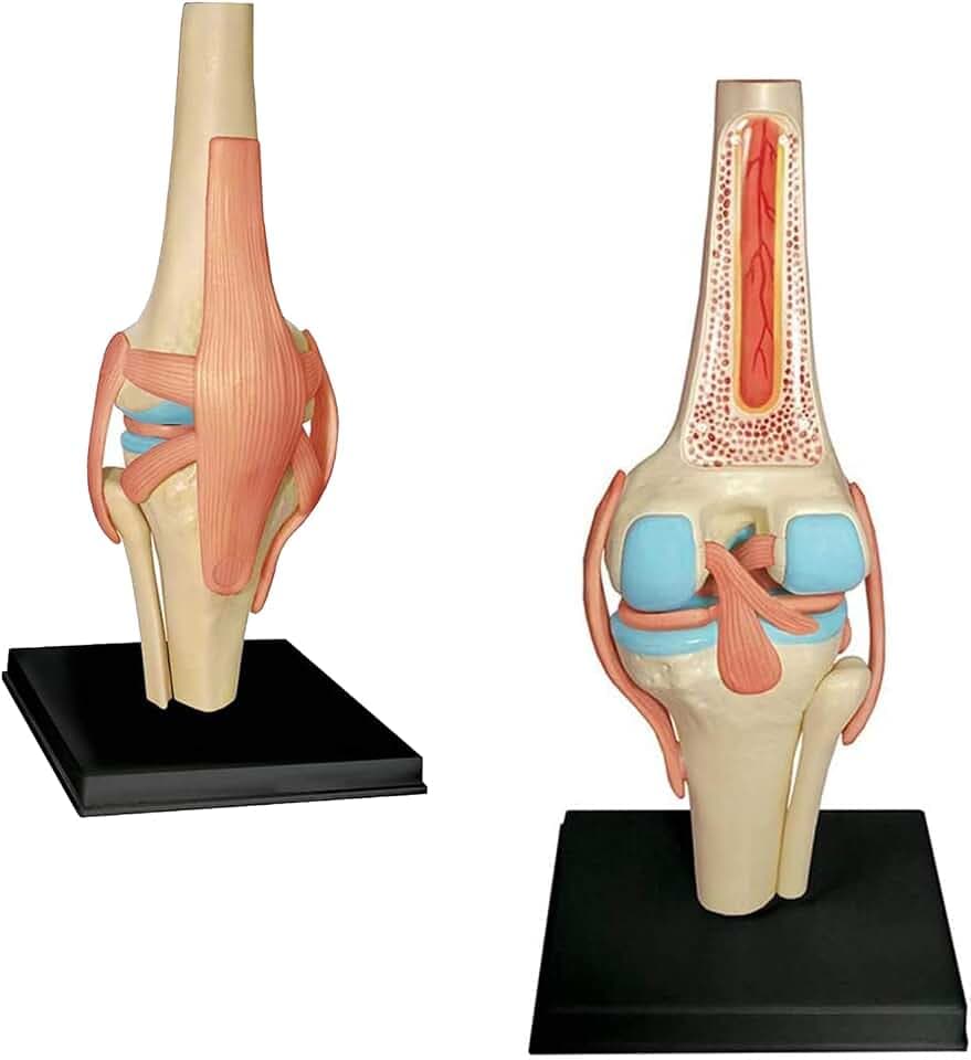 Kniegelenk anatomisches Modell - 19 abnehmbare Teile Medizinisches Lehrmodell - Medizinisches Unterricht anatomisches Kniemodell - für medizinische Bildungsausbildung