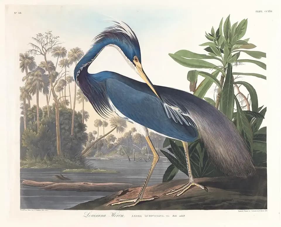Louisiana heron (1827â€“1838) Poster Print by John James Audubon (24 x 36)