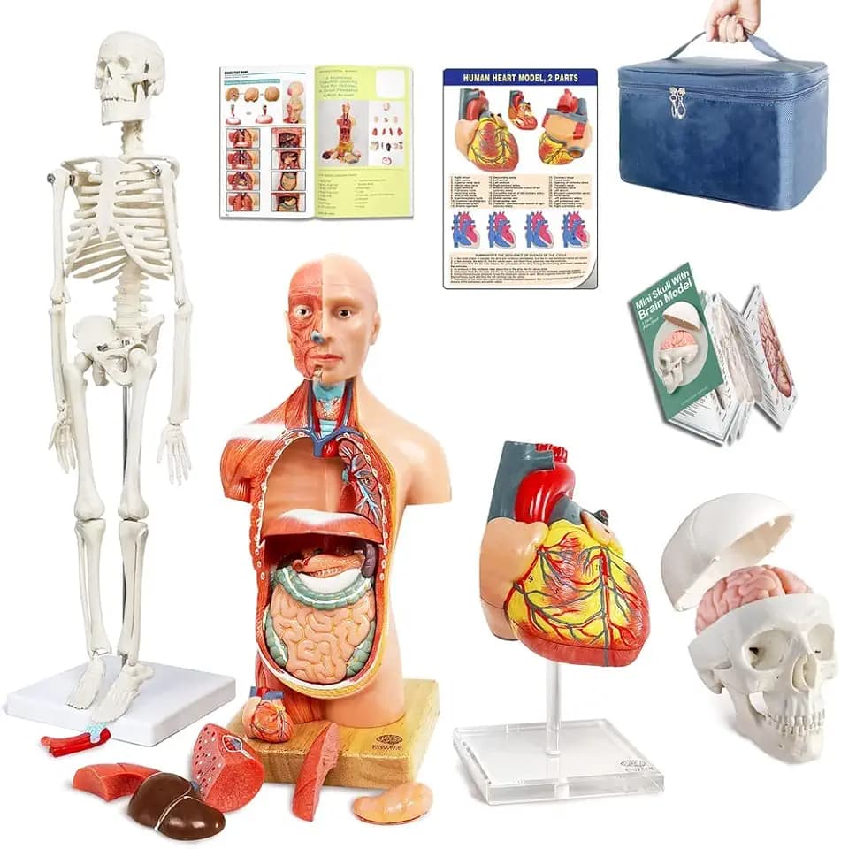 Anatomie Körpermodell+Skelettmodell+Herzmodell+Schädelmodell Mit Gehirn