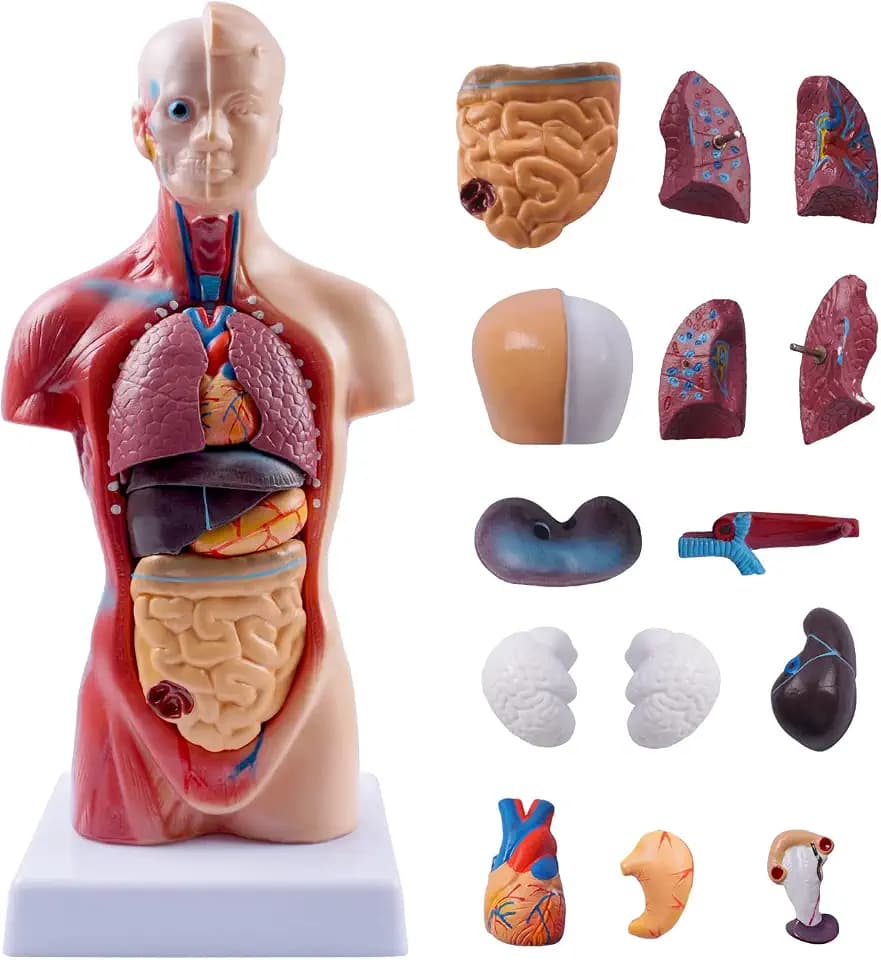 breesky 10.5inch Medical Torso Human Body Model Anatomy Doll 15 Removable Parts Education Organs Model for Teaching Study Class Students