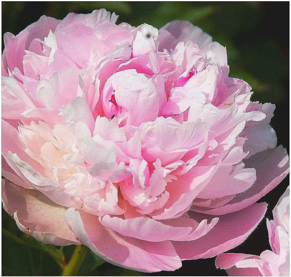 James Mann Double Pink Peony Bare Root 3-5 Eyes