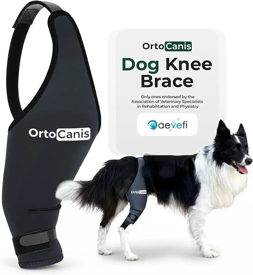 Ortocanis Dog Knee Brace for Hind Leg Support – (Large, Right Leg)
