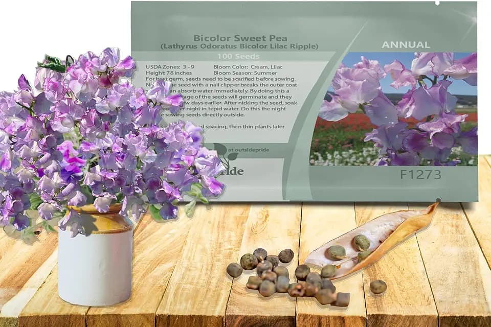 Outsidepride Bicolor Lilac Ripple Sweet Pea Seeds - 100 Pcs Annual, Easy to Grow, Vine Seeds for Planting Fragrant, Long-Lasting Flowers with Free-Flowering Habit & Tall Size for Vertical Gardens