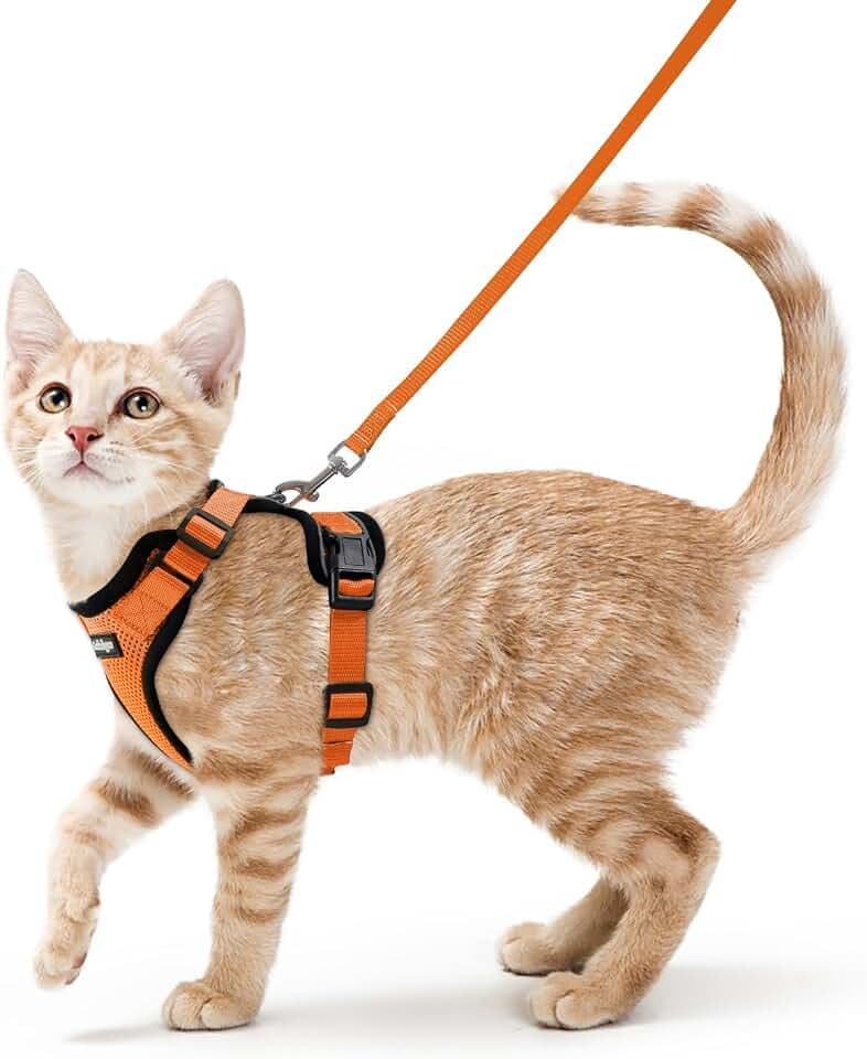 rabbitgoo Katzengeschirr mit Leine ausbruchsicher, XS, Orange | Verstellbare Passform, Klickverschlüsse, Allwetter-Mesh, Reflektierend, 1,5m Leine,für Kleine bis Normalgröße Spaziergänge