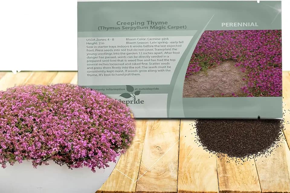Outsidepride Magic Carpet Creeping Thyme Seeds - 1000 Pcs. Perennial, Fragrant, & Drought Tolerant Ground Cover Seeds for Planting Pink Flowers in Pathways, Slopes & Pollinator-Friendly Landscaping