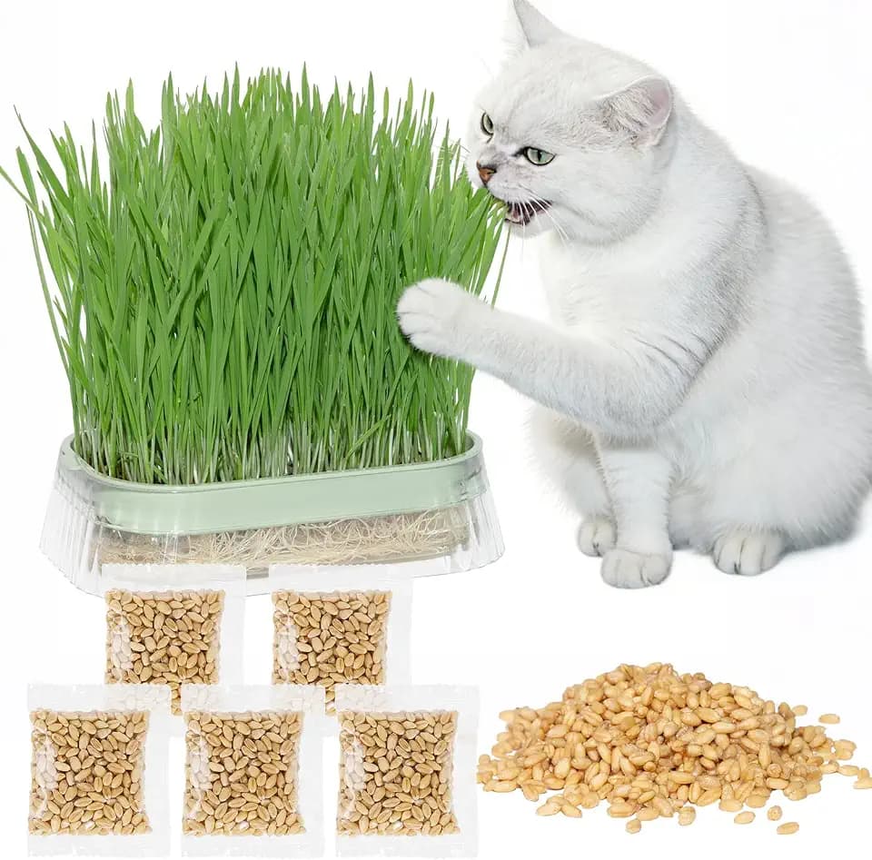 Cat Grass for Indoor Cats with 5Pack Non GMO Seeds, Organic Grass Growing Kit, Soil-Free Planter, Perfect for Beginners, Ideal Birthday Gift for Cat Lovers