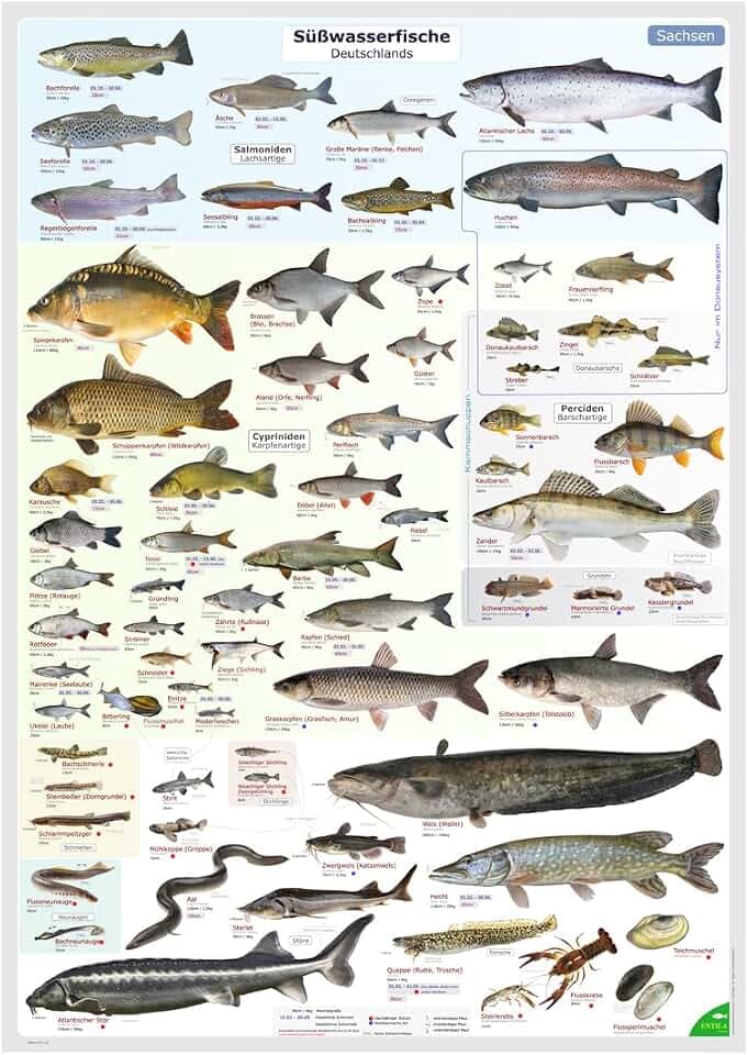 ENTILA Poster: Die Süßwasserfische Deutschlands/Viele wichtige Bestimmungsmerkmale/Perfekt zum Lernen für die Fischerprüfung und jeden Angler (Ausgabe Sachsen)